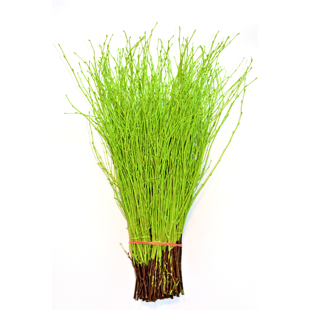 Betula gefärbt grün