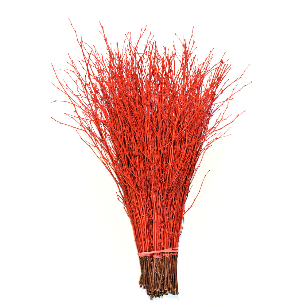 Betula gefärbt rot