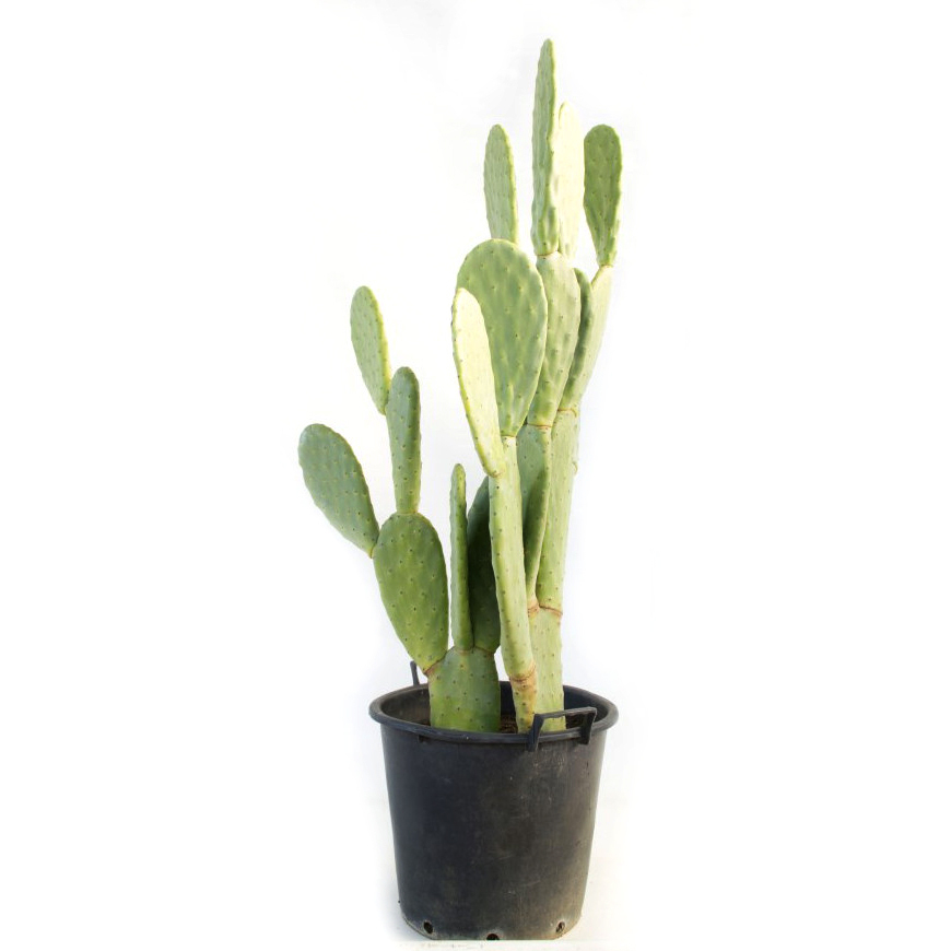 Opuntia ficus indica