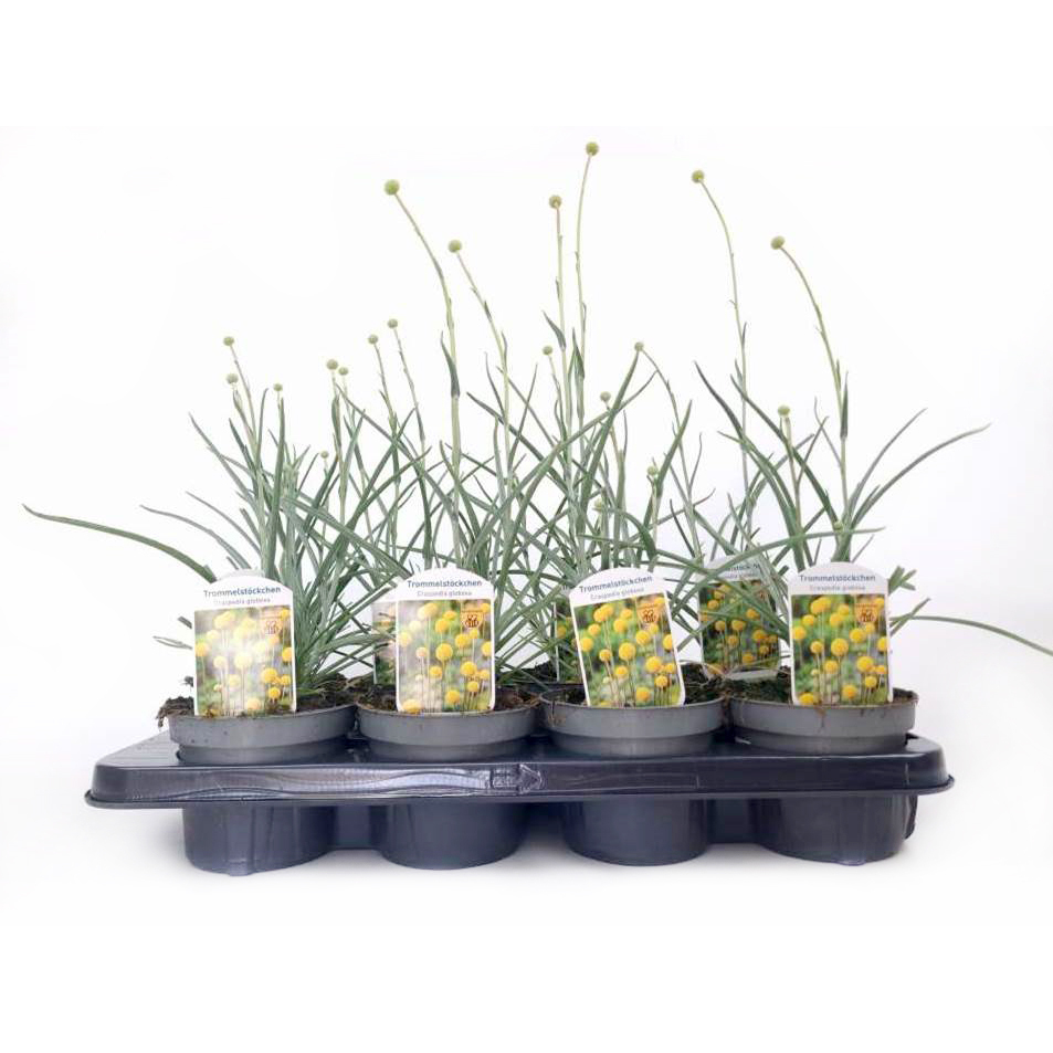 Craspedia globosa golf beauty