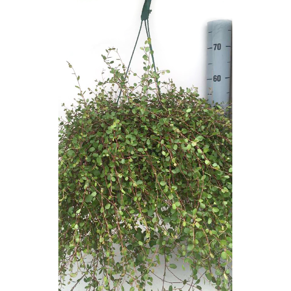 muehlenbeckia complexa