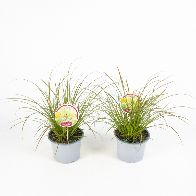 Carex testacea prairie fire