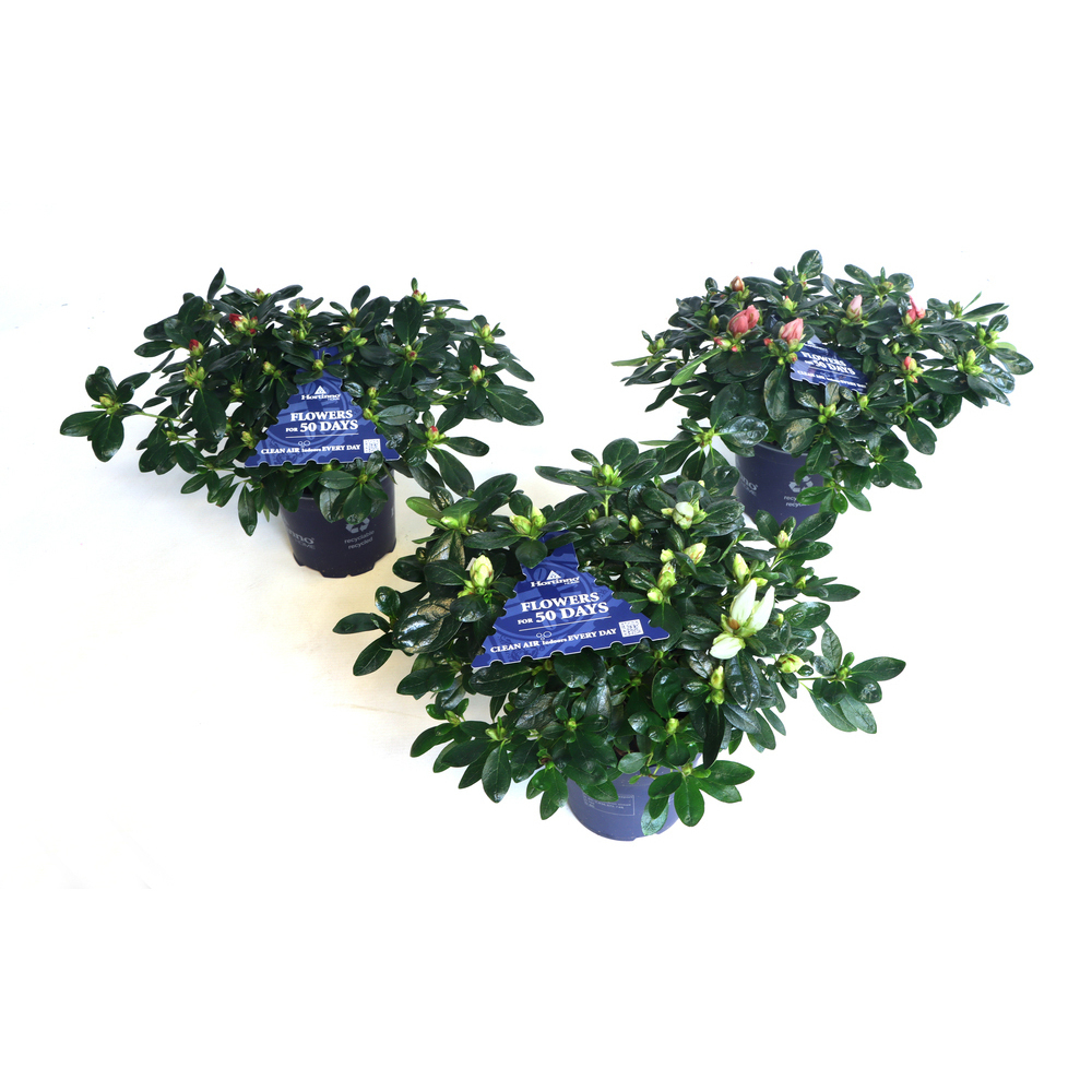 Rhod. simsii hortinno azalea