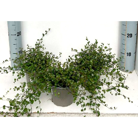 muehlenbeckia complexa