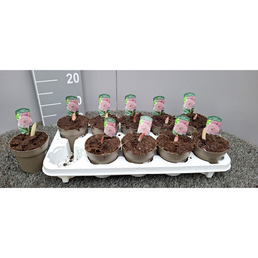 Allium karataviense red giant star