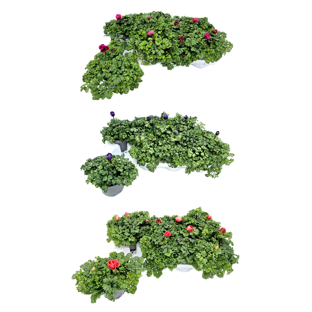 Anemone coronaria animo