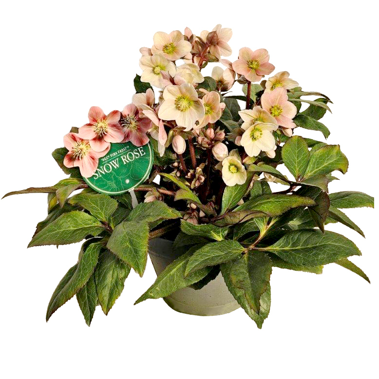 Helleborus ballardiae hgc pink frost