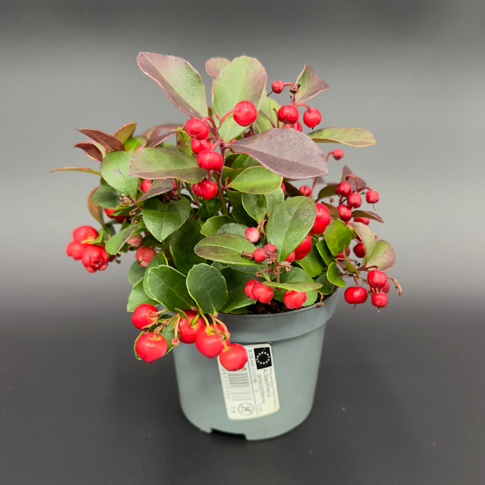 Gaultheria procumbens big berry