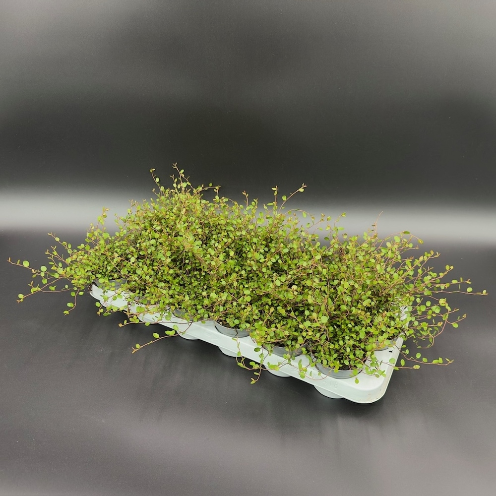 muehlenbeckia complexa