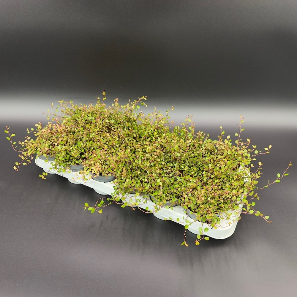 muehlenbeckia complexa