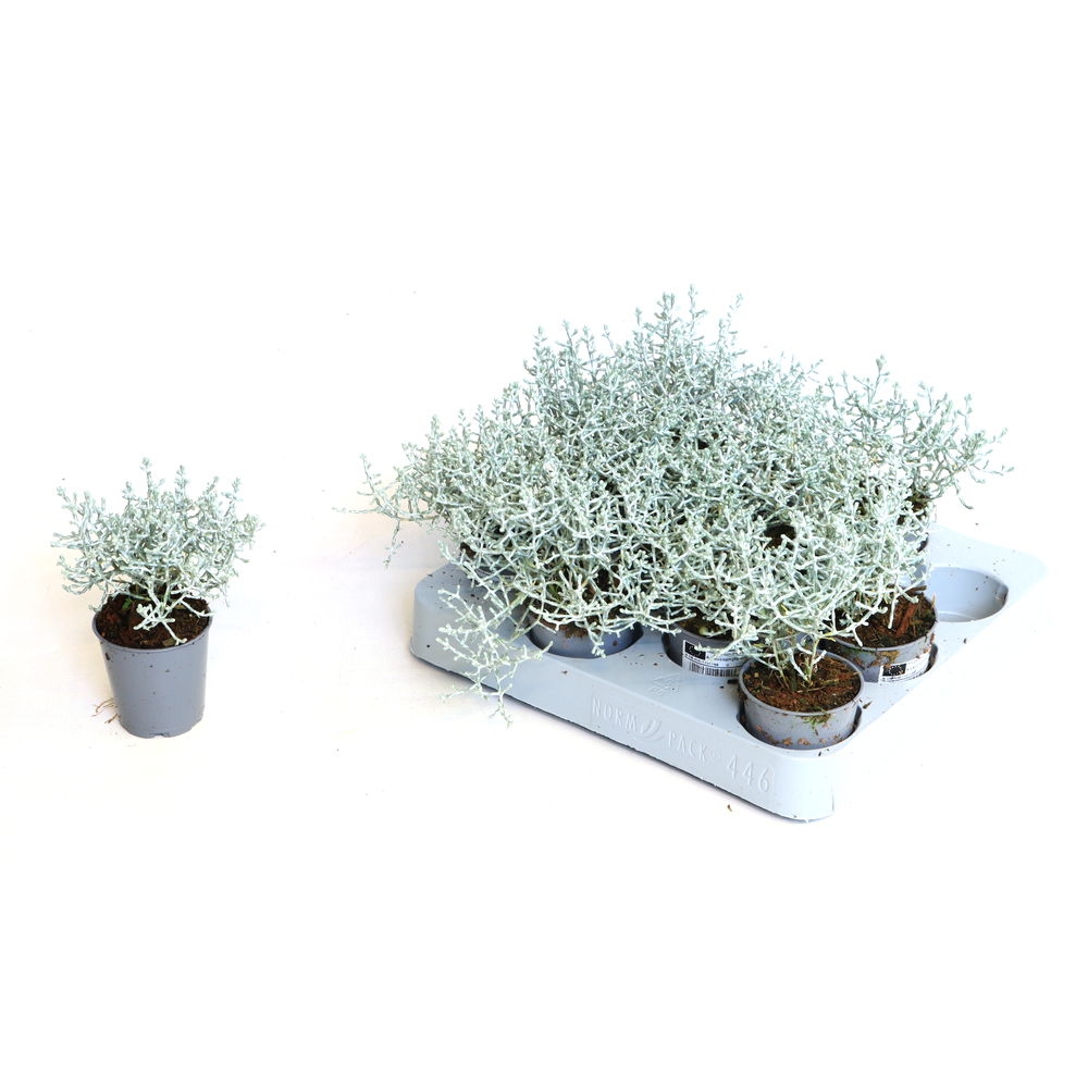 Calocephalus/leucophyta brownii