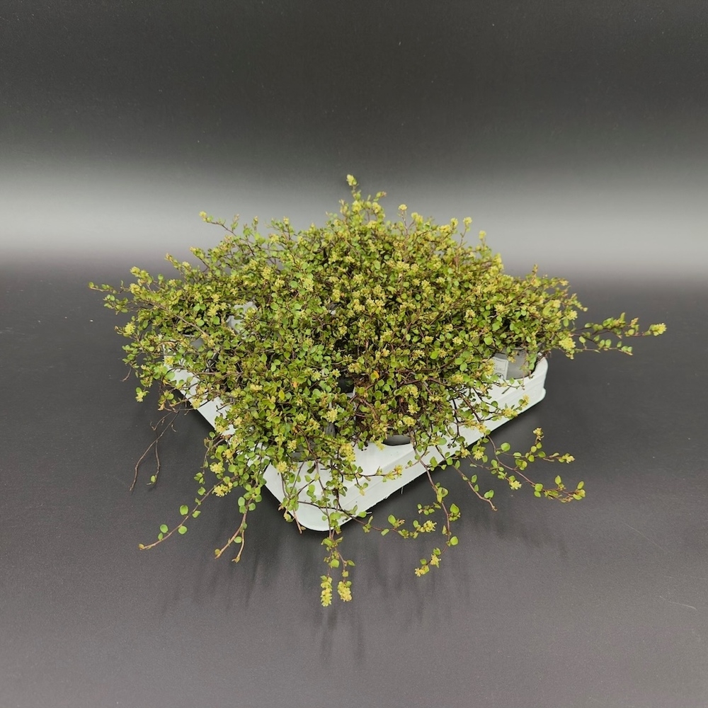 muehlenbeckia complexa