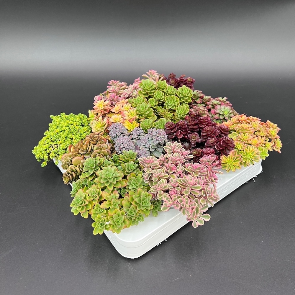 sedum