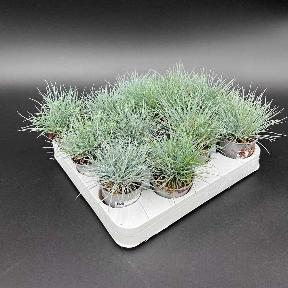 Festuca valesiaca buddy blue
