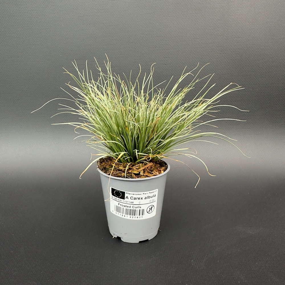 Carex albula frosted curls