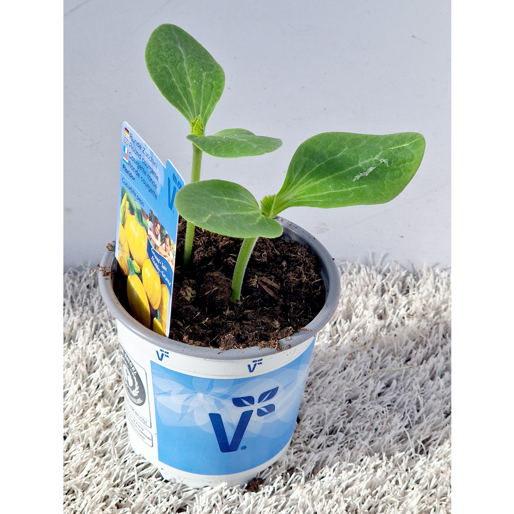 Cucurbita pepo floridor f1