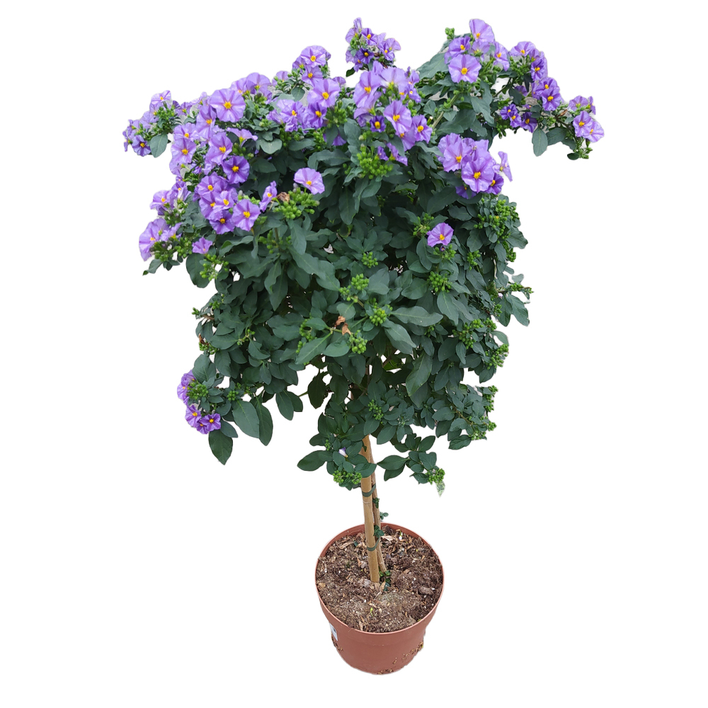 solanum | lycianthes rantonnetii