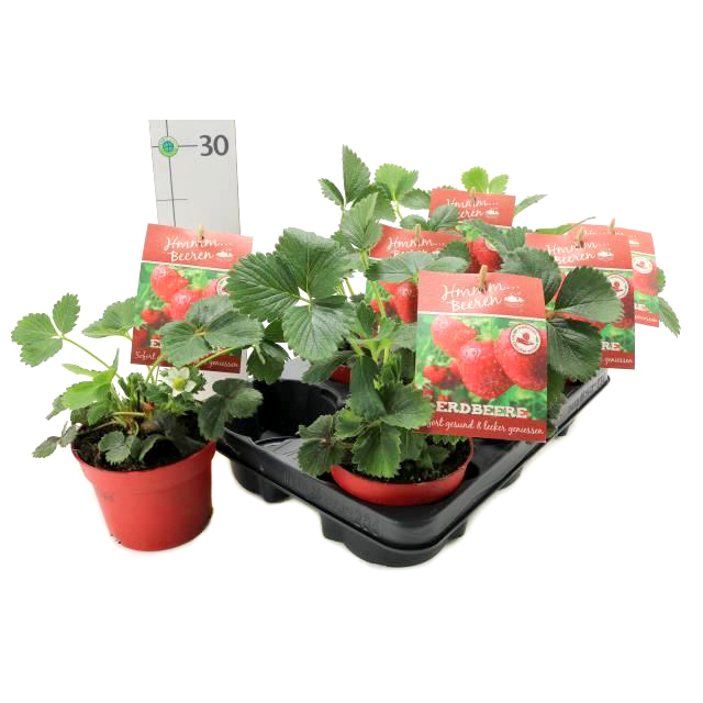 Fragaria ananassa florentina