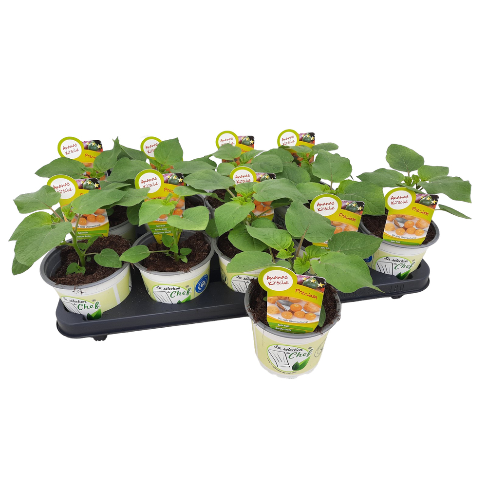 Physalis pruinosa preciosa