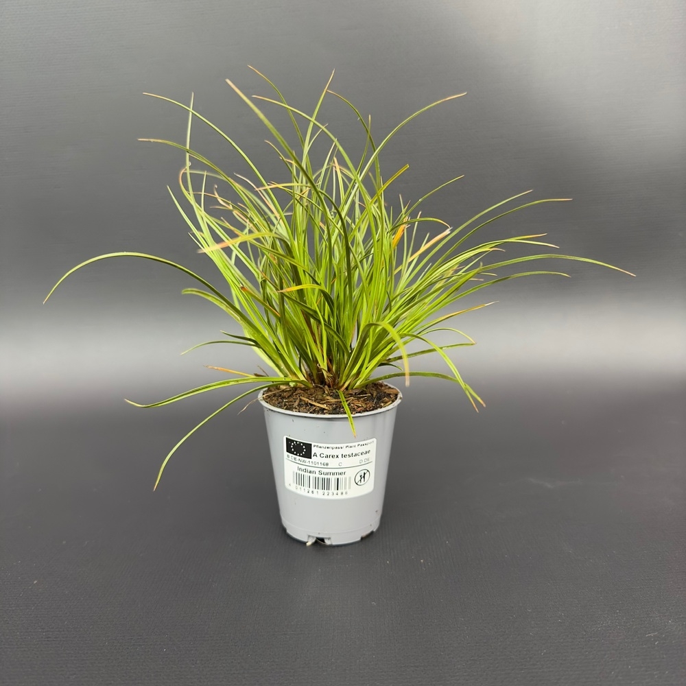 Carex testacea indian summer