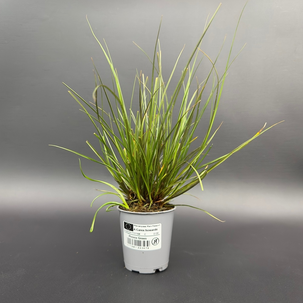 Carex howardii phönix green