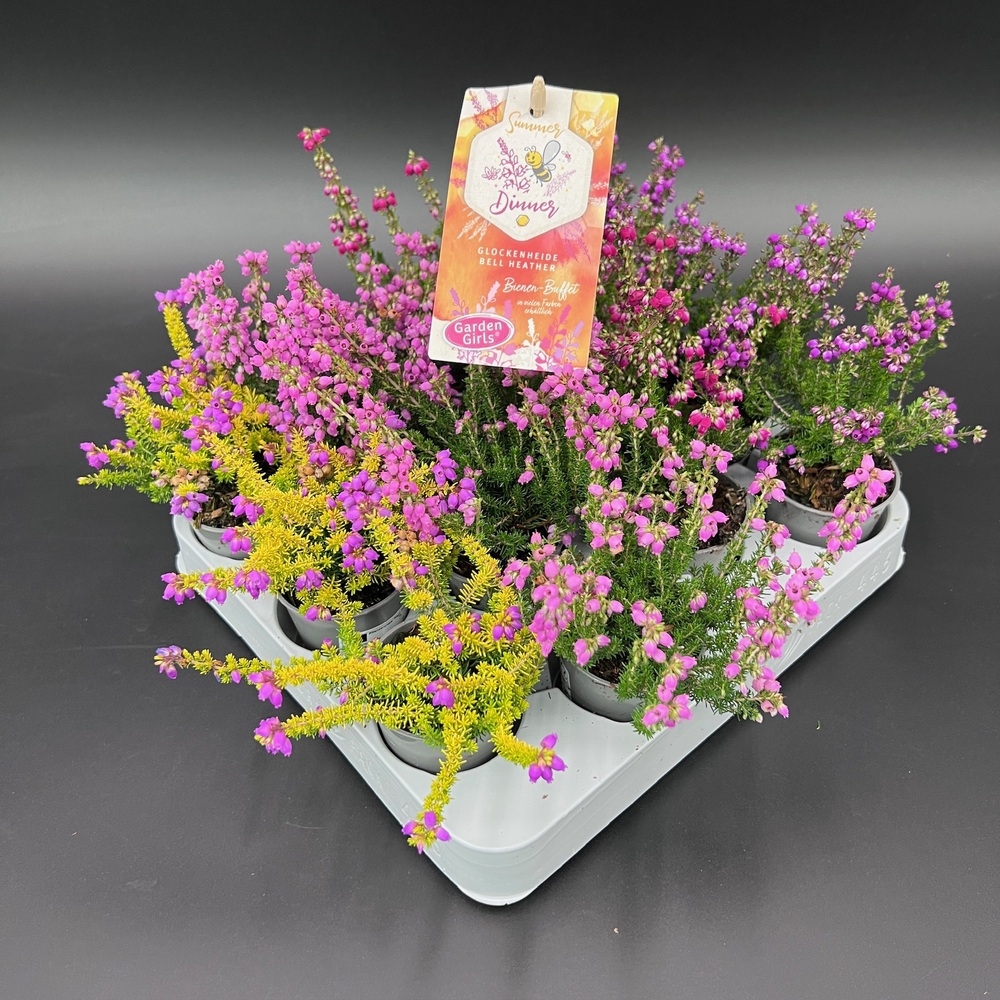 Erica cinerea