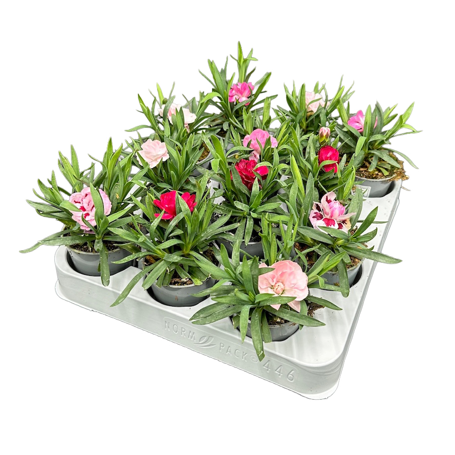 Dianthus caryophyllus