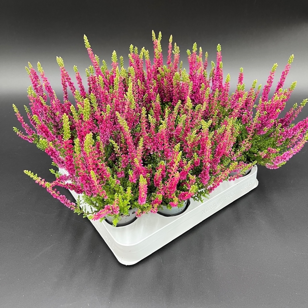 Calluna vulgaris red sun