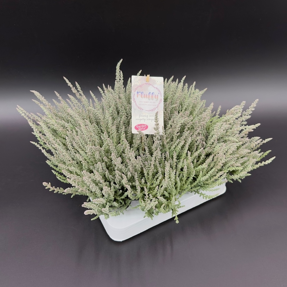 Calluna vulgaris garden girls fluffy (zilly)