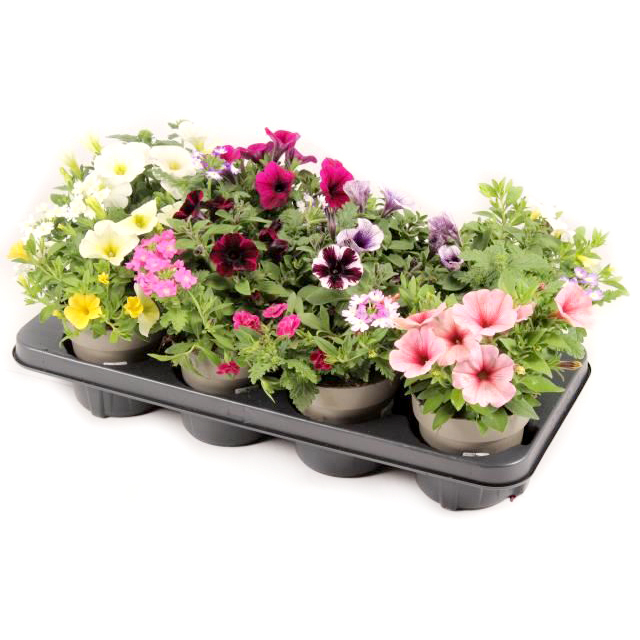 Beetpflanzen confetti garden trio
