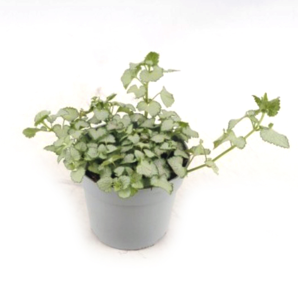 Lamium maculatum shell pink