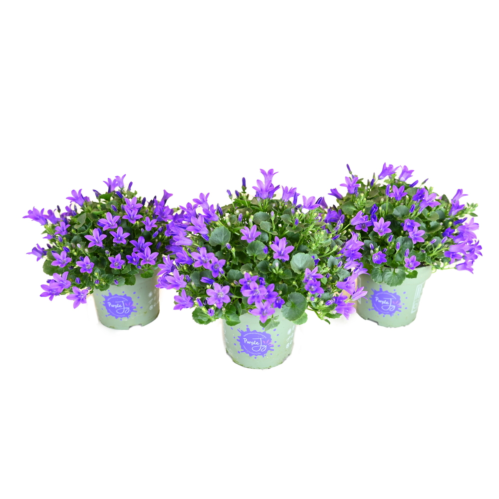 campanula portenschlagiana