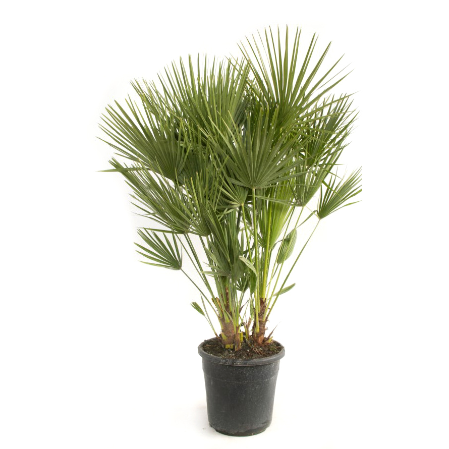 Chamaerops humilis