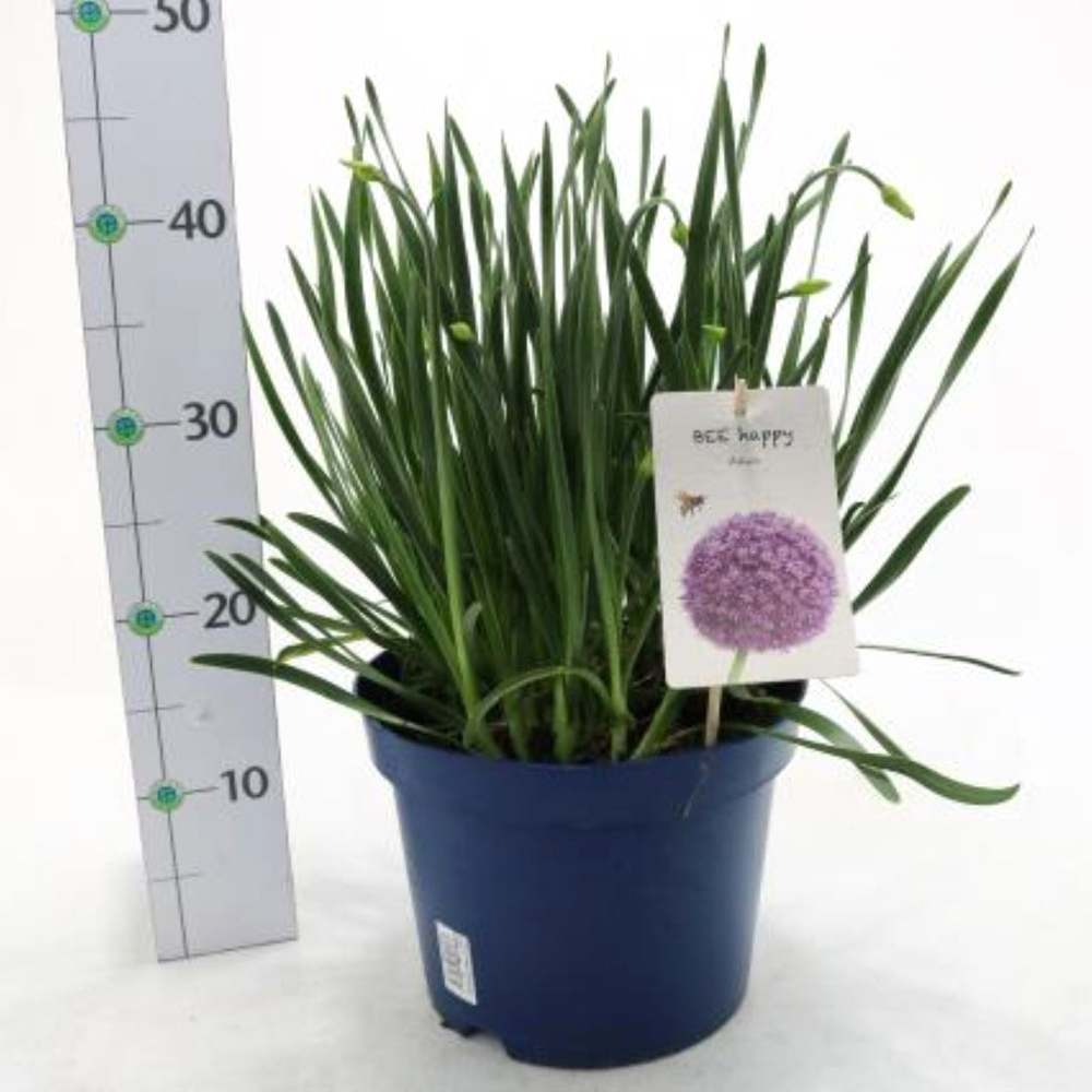 allium senescens millenium