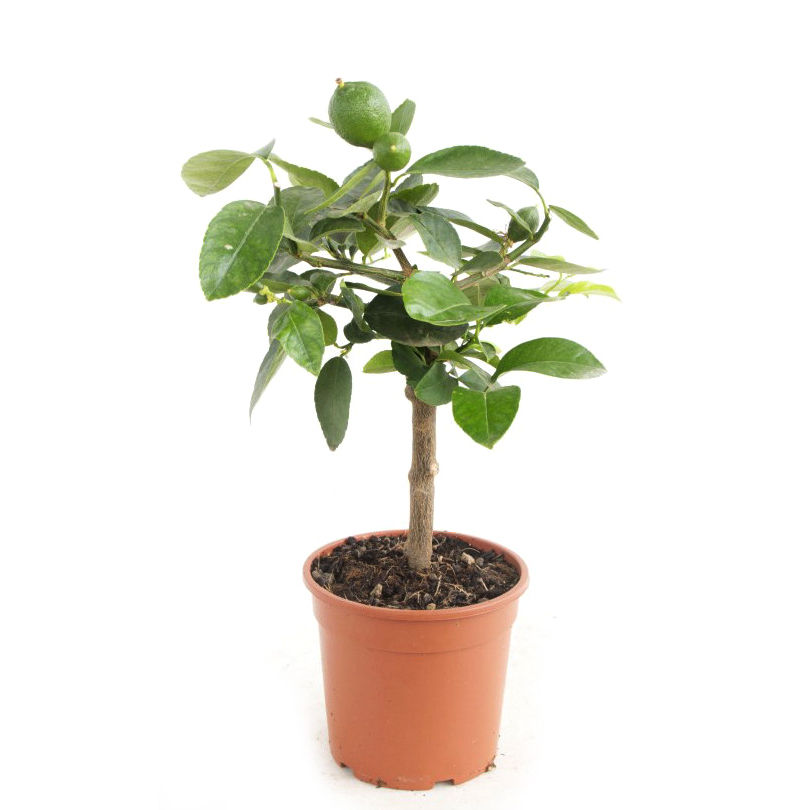 Citrus lima verde limette