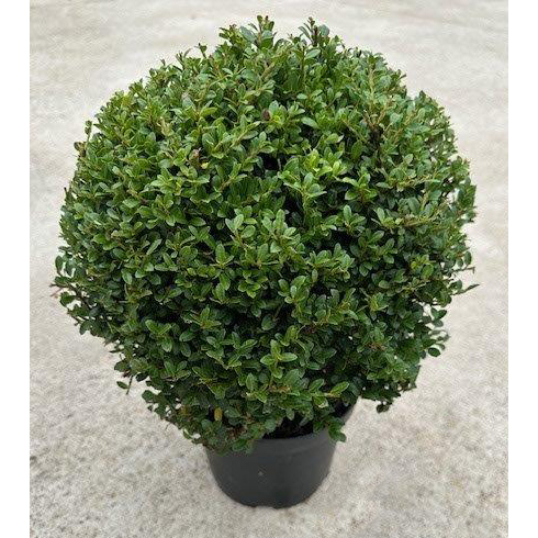 Ilex crenata stokes
