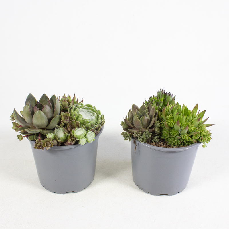 Sempervivum trio