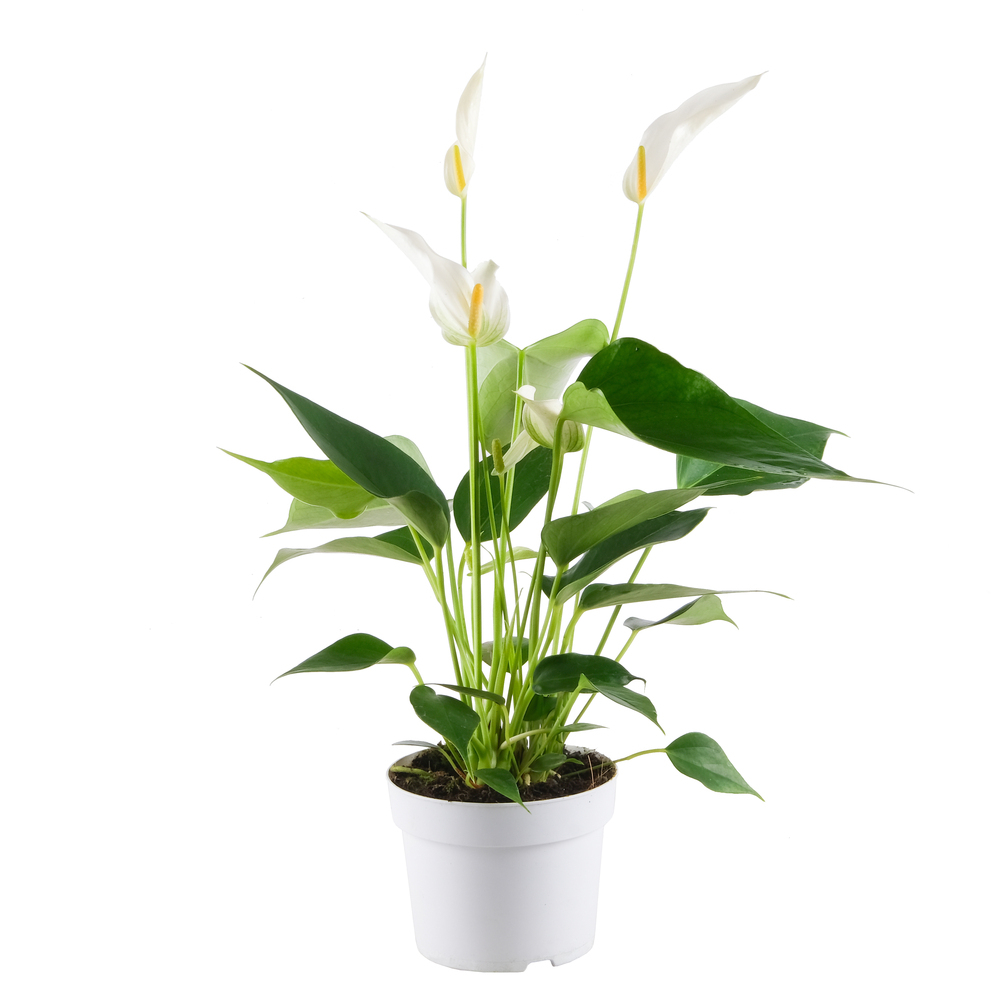 Anthurium andreanum bandarola cava