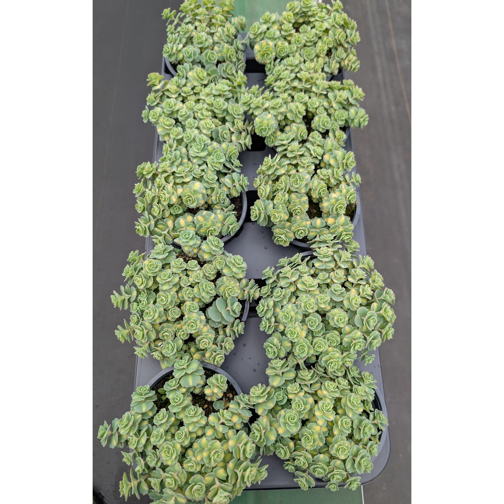 Sedum sieboldii variegata