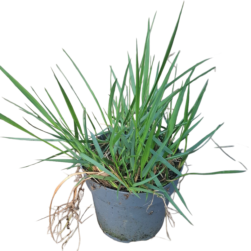 Calamagrostis x acutifolia karl foerster