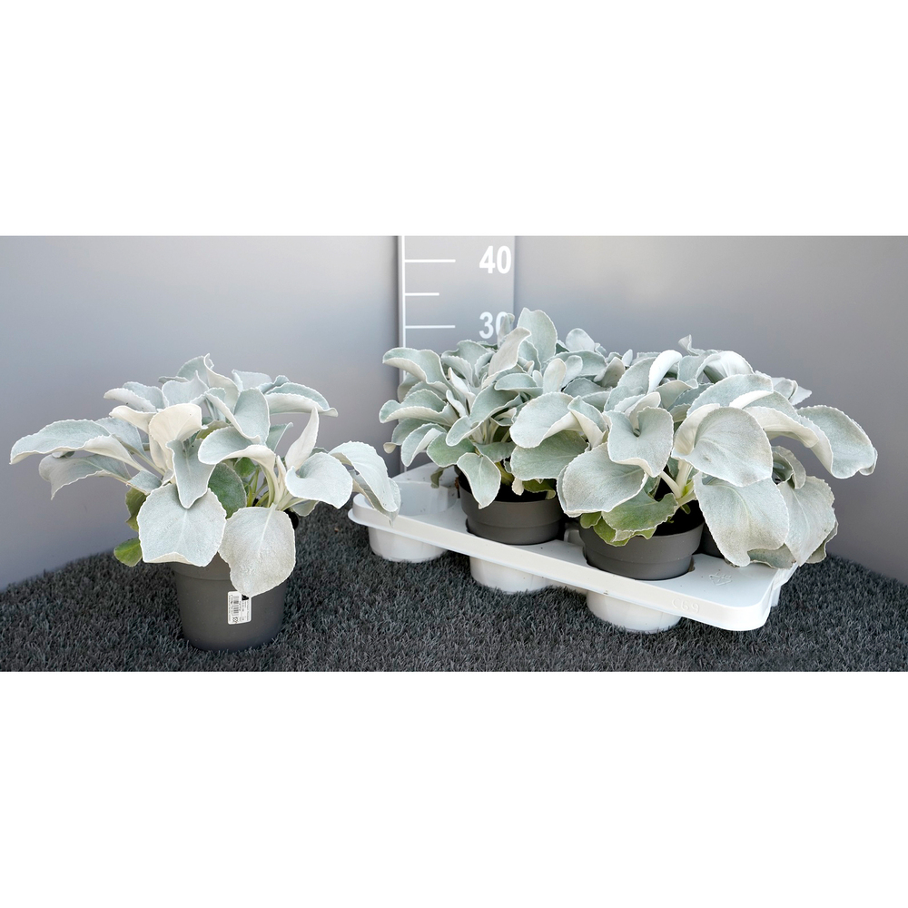 Senecio candicans angel wings