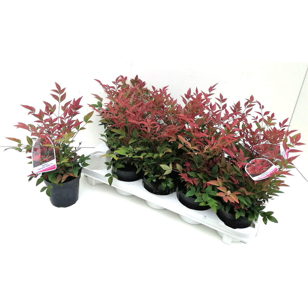 Nandina domestica obsessed seika
