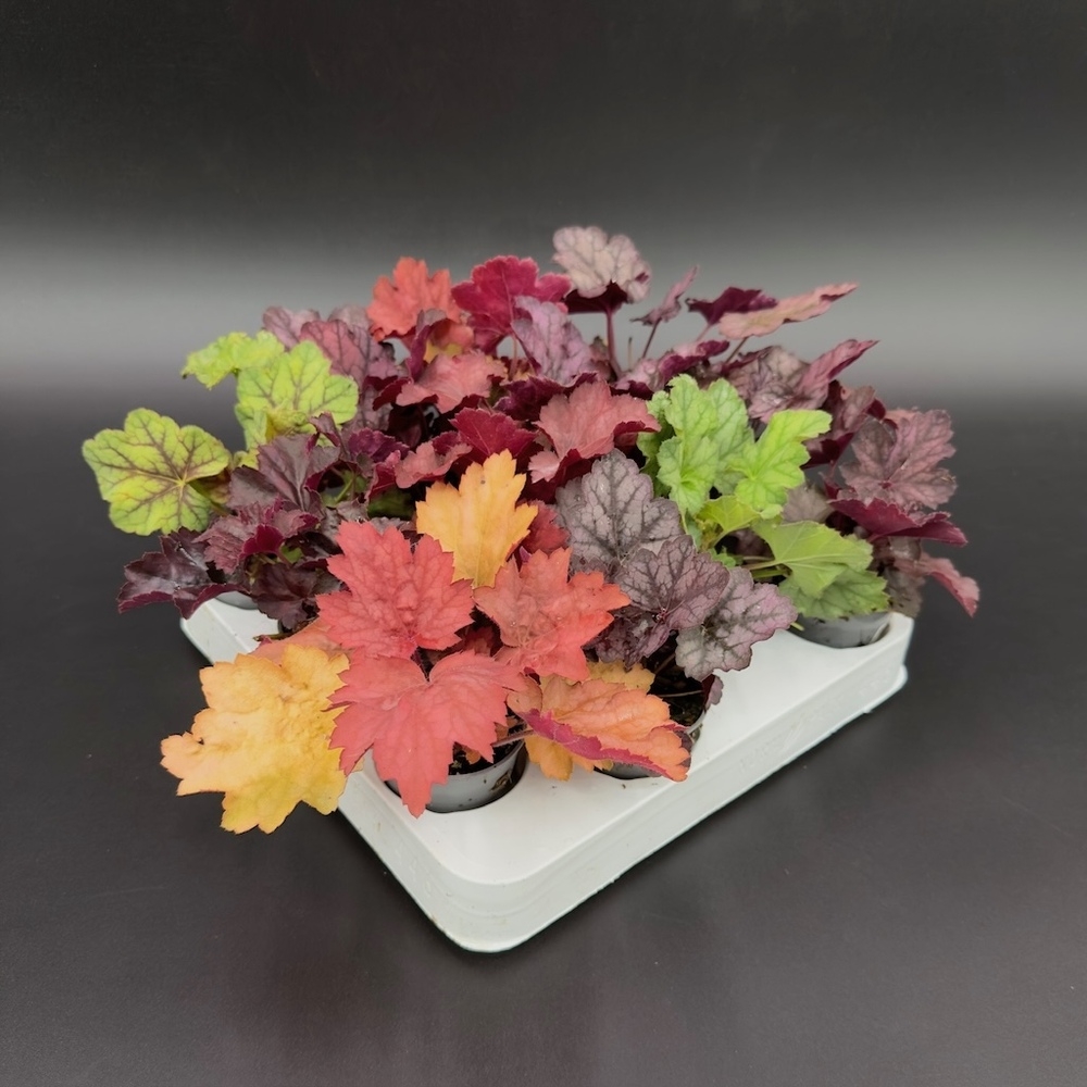 Heuchera americana