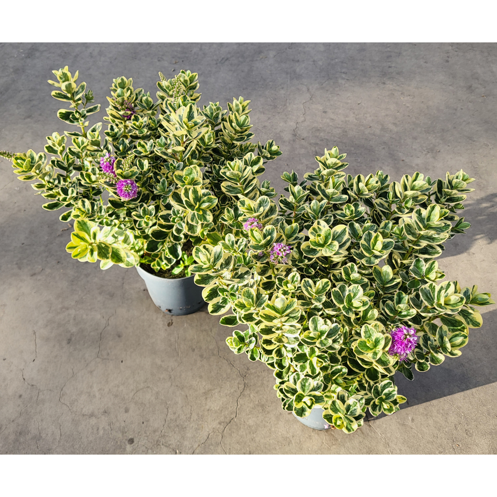 Hebe andersonii tricolor