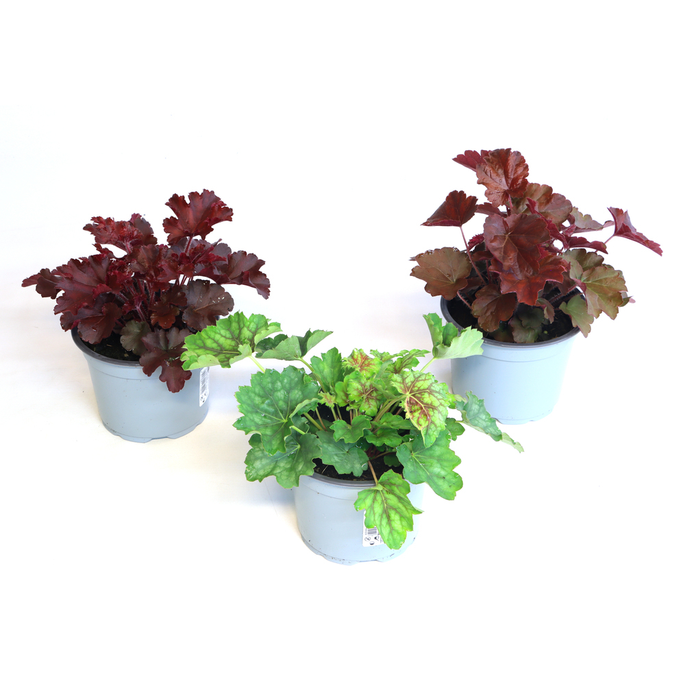 heuchera