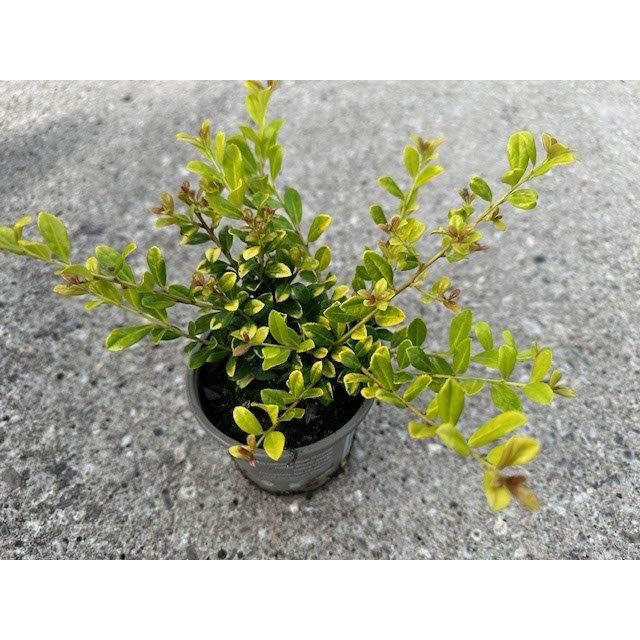Ilex crenata golden gem