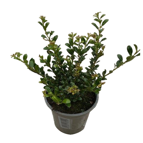 Ilex crenata glorie gem