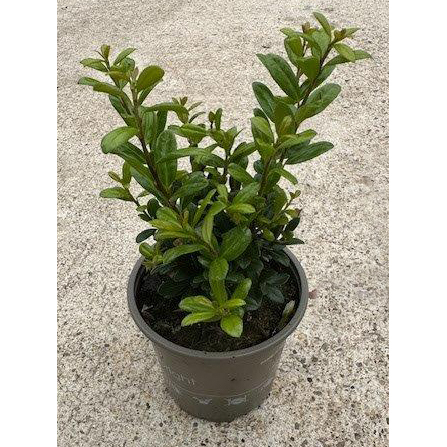 Ilex crenata caroline upright