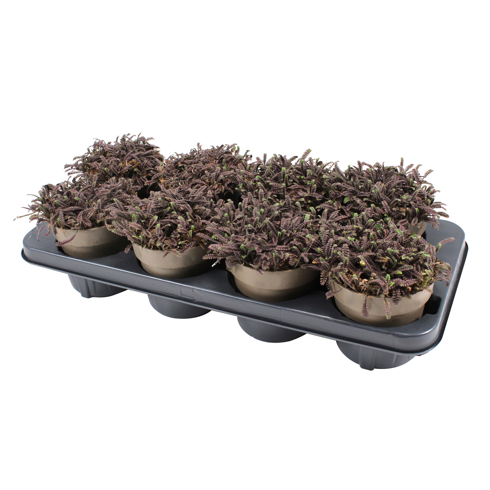 Cotula leptinella squalida