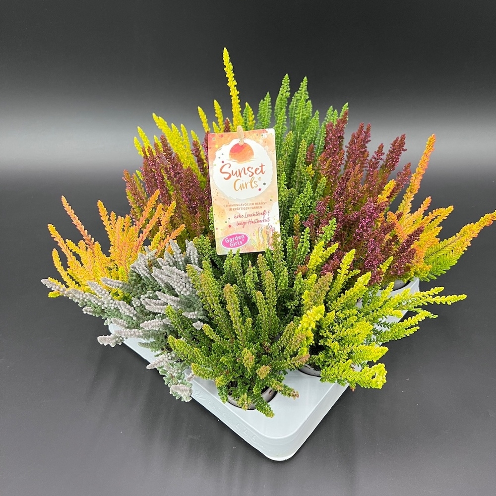 Calluna vulgaris garden girls sunset girls
